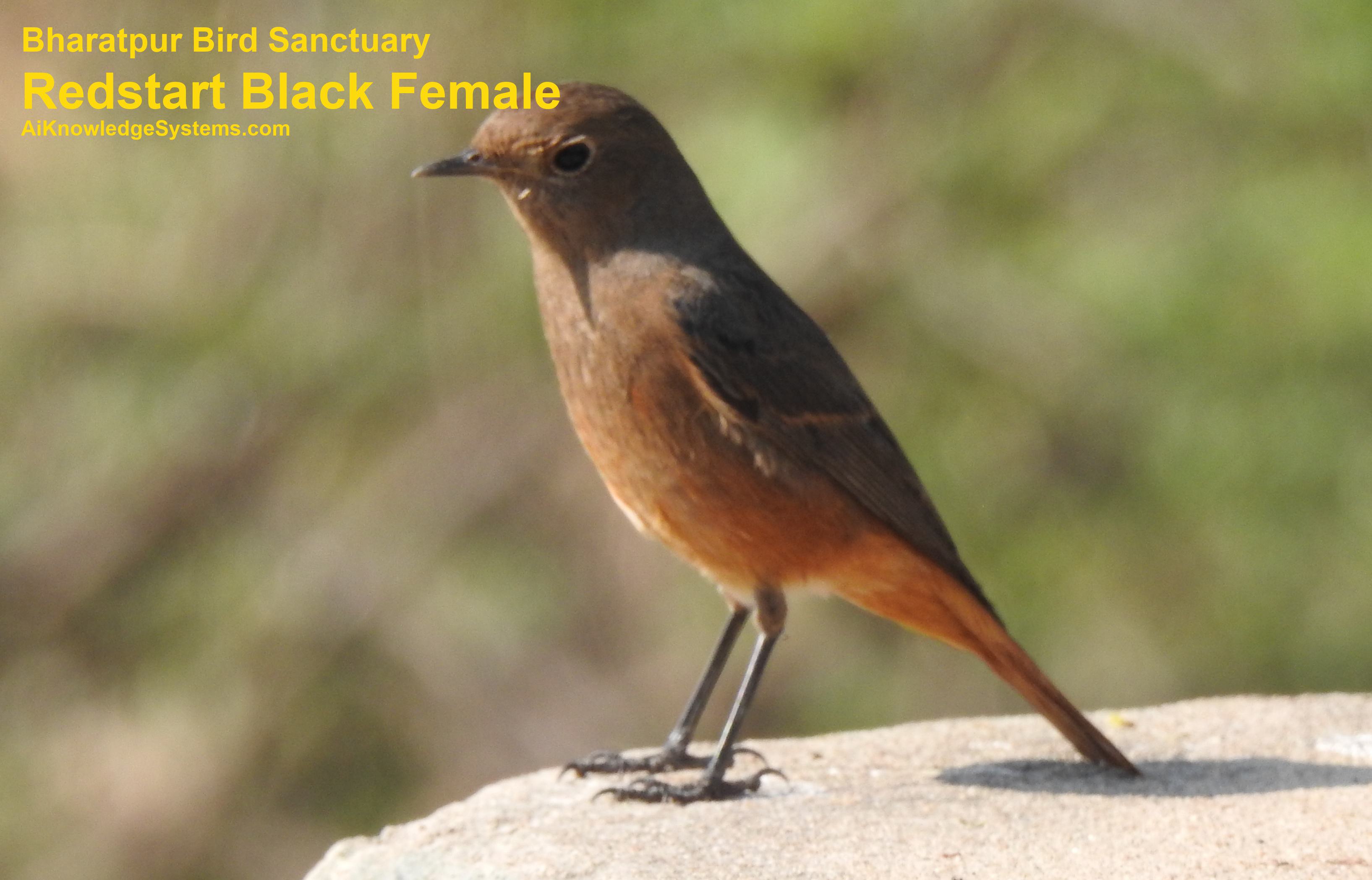 Redstart (48) Coming Soon